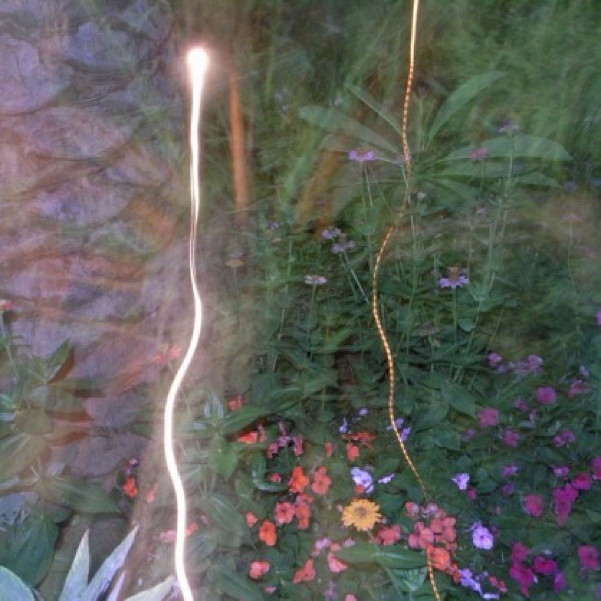 Wojt3k Kucharczyk, Duże zdjęcia ładnych roślin z latającym światłem