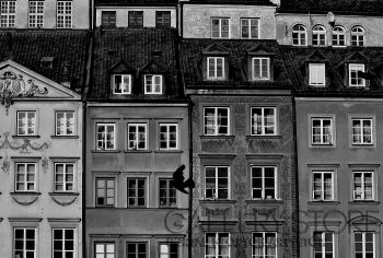 Raffaello Torres-warszawa ptak-Fotografia