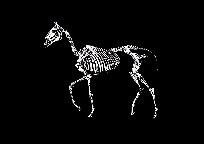 Jacek Cybowicz-Szkieletczyzna…-Rysunek