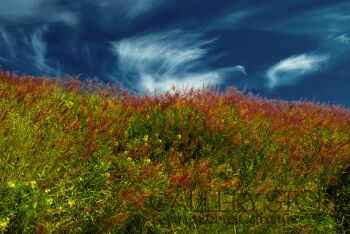 Marek Jabłoński-Trawy-Fotografia