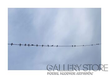 Adriana F-Ptaki-Fotografia