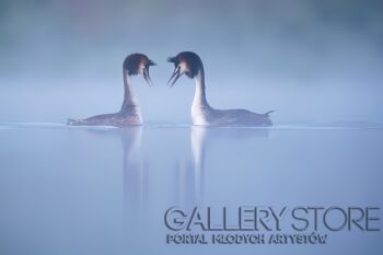 Agnieszka Florczyk-Perkozy-Fotografia