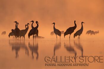 Agnieszka Florczyk-Żurawie -Fotografia