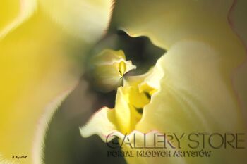 Aneta Baj-Żółty tulipan-Grafika
