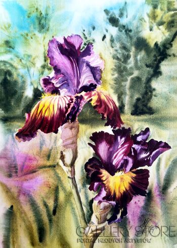 Aneta Gajos-Two purple Irises-Akwarela