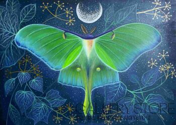 Anna Poniatowska-Actias Luna-Akryl