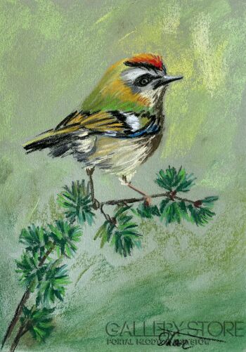 Dorota Łaz-Zniczek - ptak-Malarstwo