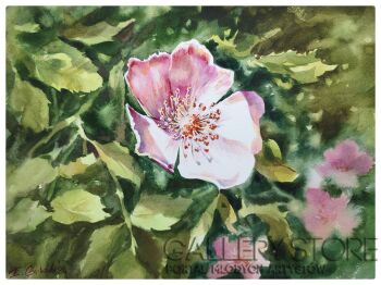 Elžbieta Gribova-Kwiat dzikiej róży-Akwarela