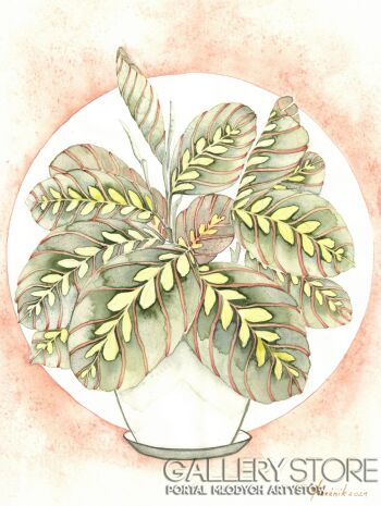 Joanna Rzeźnik-Maranta Leuconeura-Malarstwo