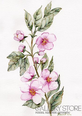 Joanna Rzeźnik-Różowe kwiaty wiśni-Akwarela