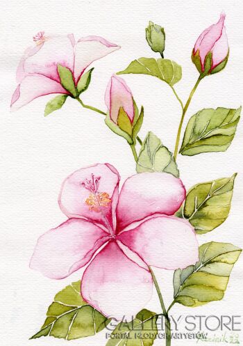 Różowy hibiskus