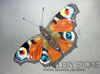 Katarzyna Bilska-Kolorowy motyl-Rysunek