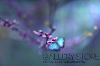Błękitny motyl 1 / fotografia
