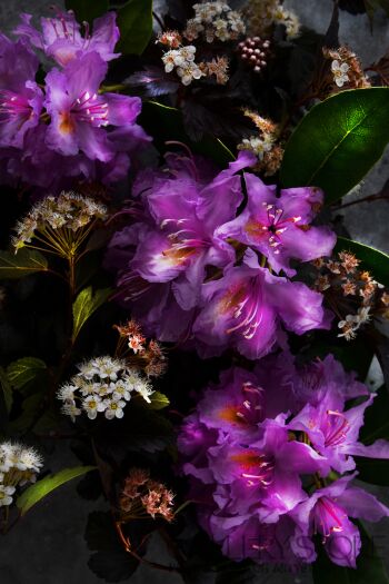 Katarzyna Dziemidowicz-Fioletowe rhododendrony / płótno-Malarstwo