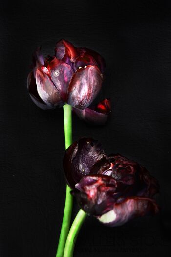 Katarzyna Dziemidowicz-Martwy tulipan  / płótno-Fotografia