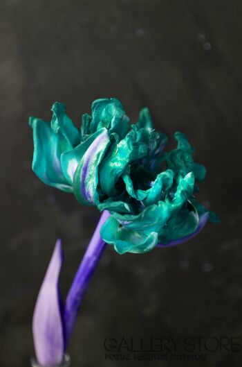 Katarzyna Dziemidowicz-Natura, kwiaty szmaragdowy tulipan 1-Fotografia