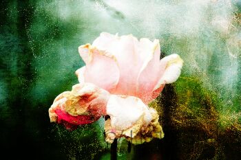 Różowa róża / fotografia