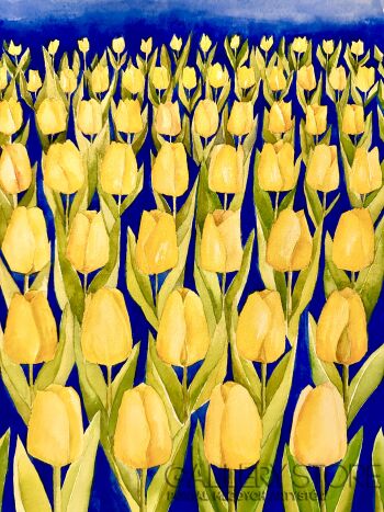 Katia Meller-Pole żółtych tulipanów-Akwarela
