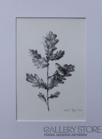 Olaf Czyż-roślina - detal-Rysunek