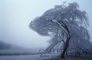 Drzewo podczas zimowej aury