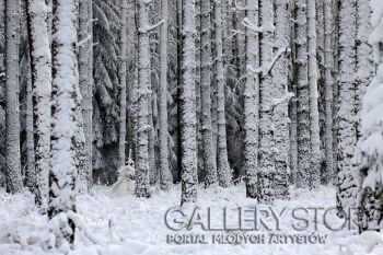 Paweł Wawrzyniak-Zima-Fotografia
