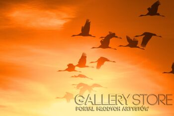 Paweł Wawrzyniak-Żurawie na tle nieba-Fotografia