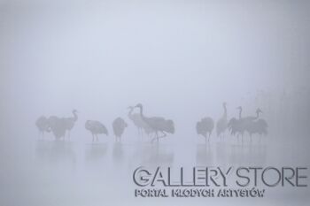 Paweł Wawrzyniak-Żurawie w głębokiej mgle-Fotografia
