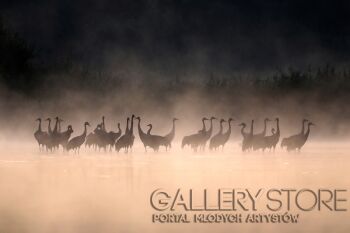 Paweł Wawrzyniak-Żurawie we mgle-Fotografia