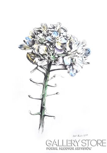 Rafał Kulik-Kwiaty polne - studium detalu nr 1-Rysunek