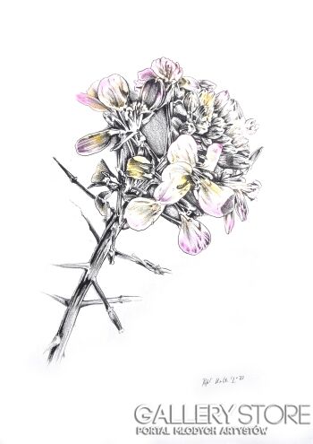 Rafał Kulik-Kwiaty polne - studium detalu nr 2-Rysunek
