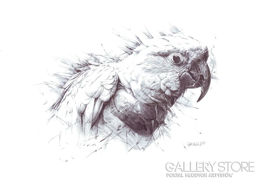 Rafał Kulik-Papuga, studium detalu-Rysunek