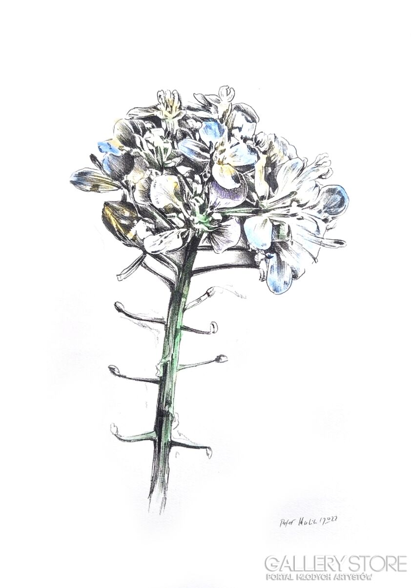 Rafał Kulik-Kwiaty polne - studium detalu nr 1-Rysunek