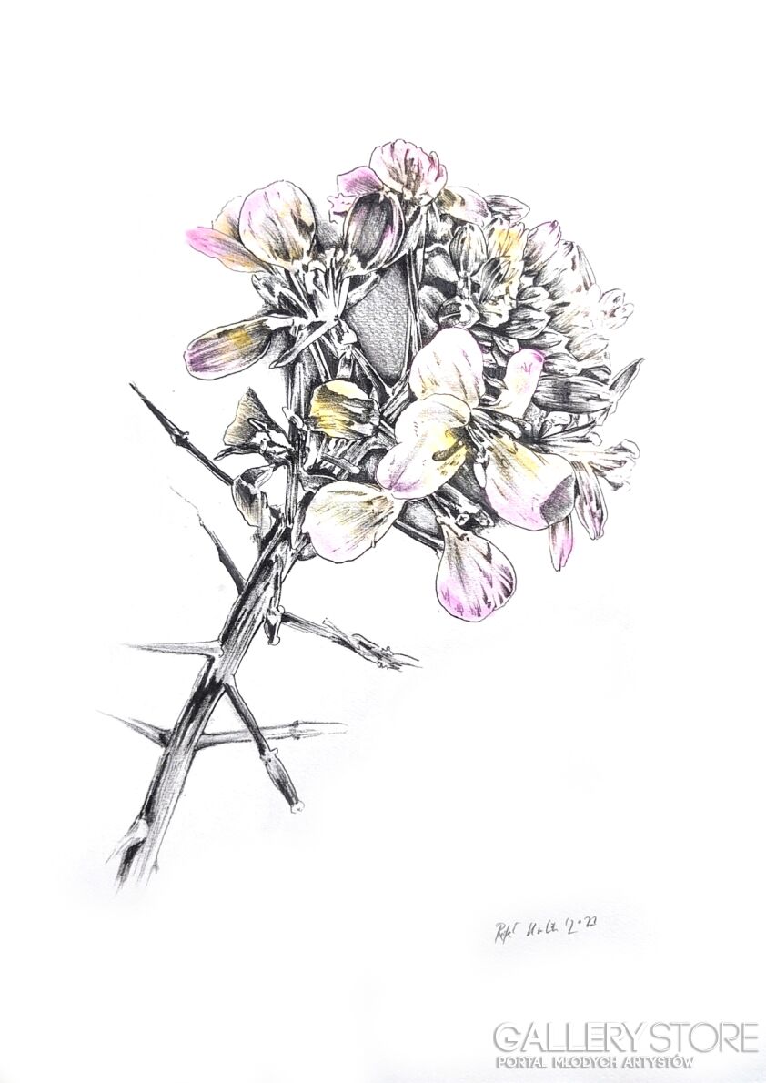 Rafał Kulik-Kwiaty polne - studium detalu nr 2-Rysunek