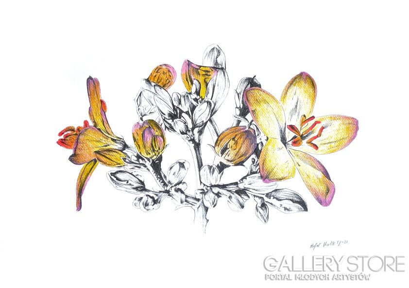 Rafał Kulik-Kwiaty polne - studium detalu nr 4-Rysunek