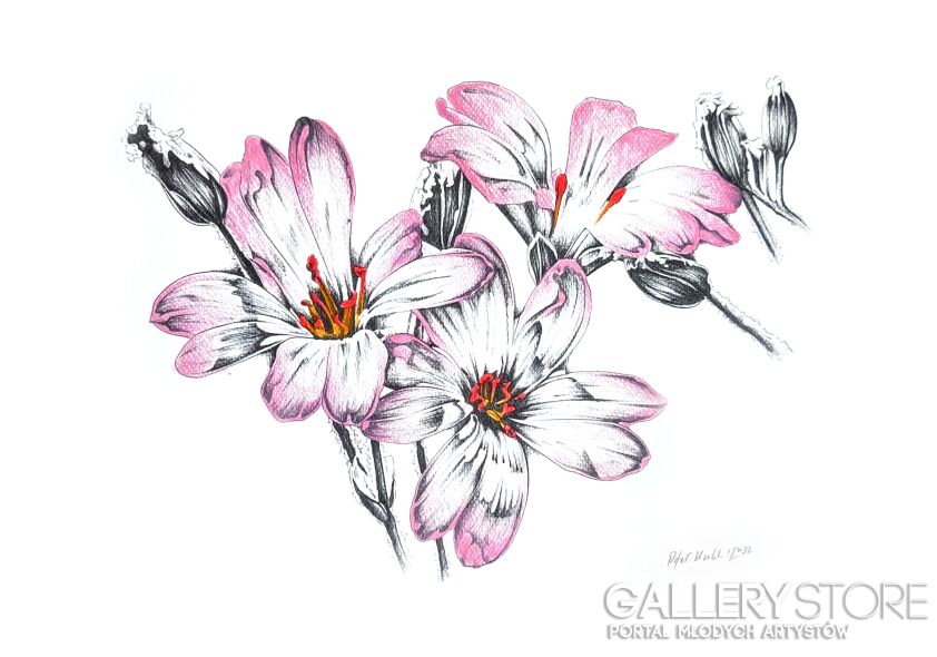 Rafał Kulik-Kwiaty polne - studium detalu nr 3-Rysunek