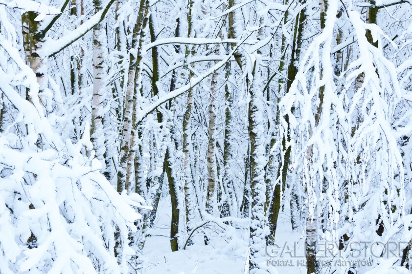 Katarzyna Dziemidowicz-Las zimą / fotografia-Fotografia