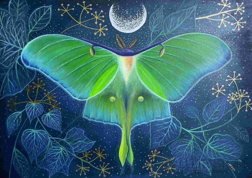 Anna Poniatowska-Actias Luna-Akryl