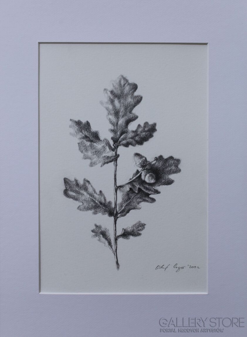 Olaf Czyż-roślina - detal-Rysunek