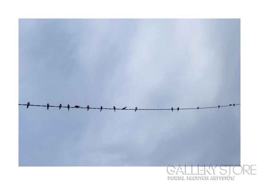 Adriana F-Ptaki-Fotografia