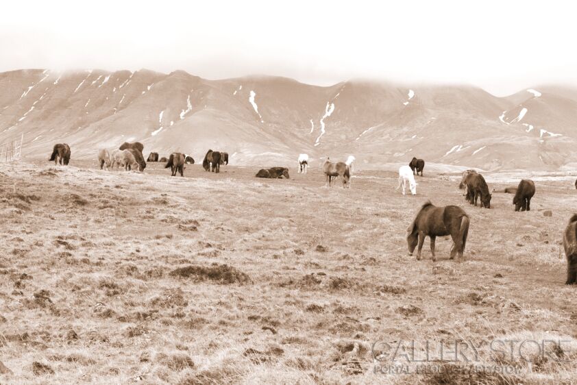 Alina Giza-Islandzkie konie-Fotografia