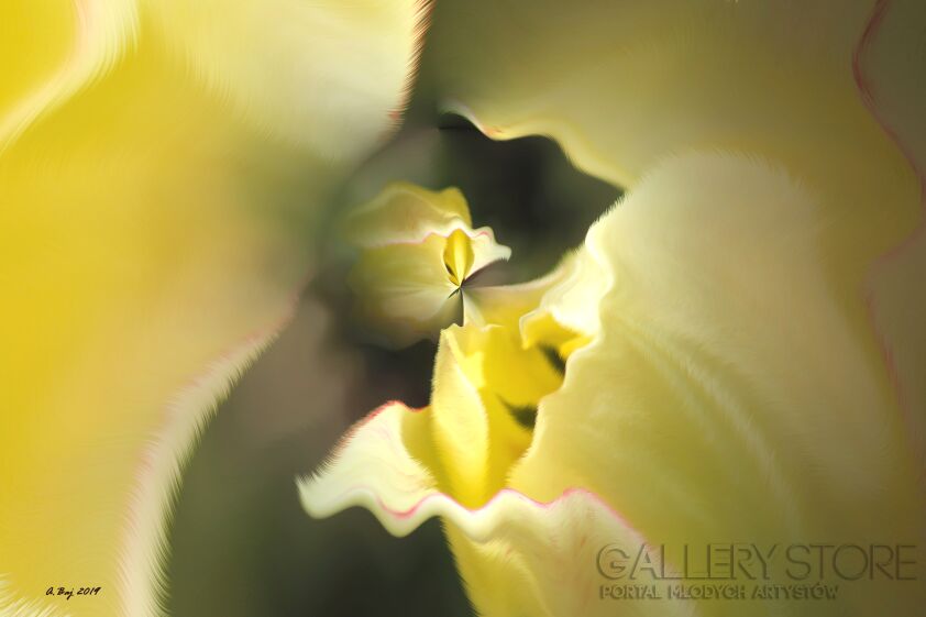 Aneta Baj-Żółty tulipan-Grafika