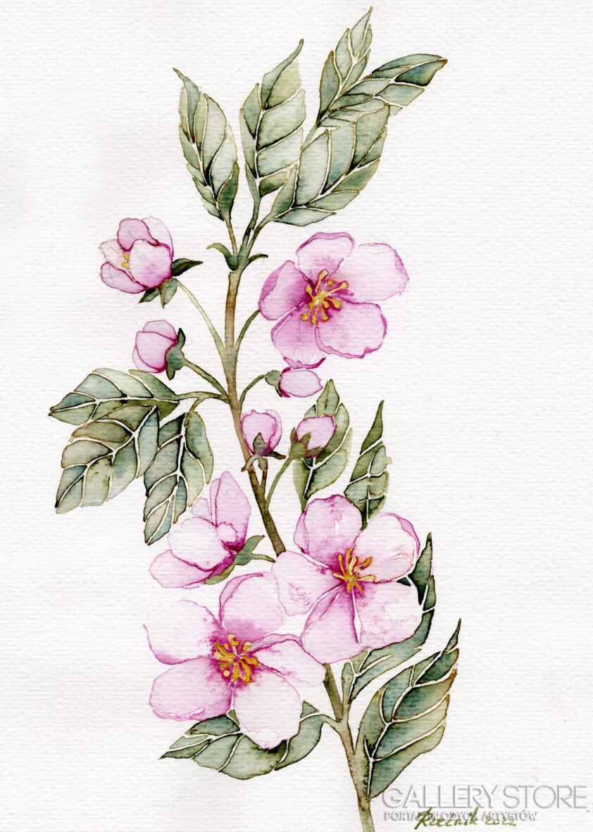 Joanna Rzeźnik-Różowe kwiaty wiśni-Akwarela