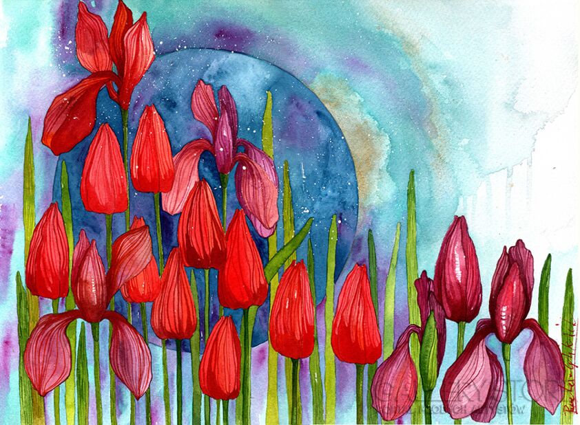 Klaudia Pawelec-Gliklich-Red tulip-Akwarela