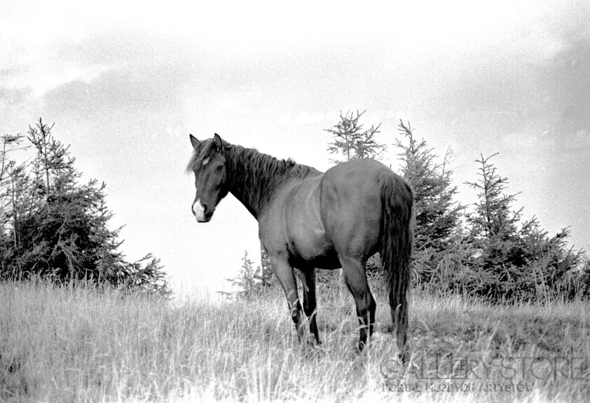 Magda Durda-koń na wzgórzu-Fotografia