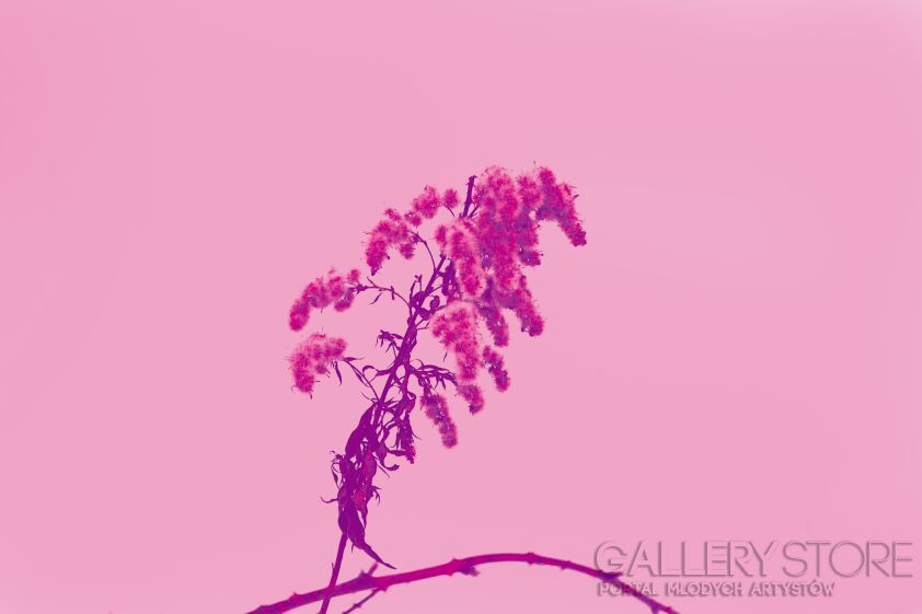 Patrycja Dudek-pink flora-Fotografia