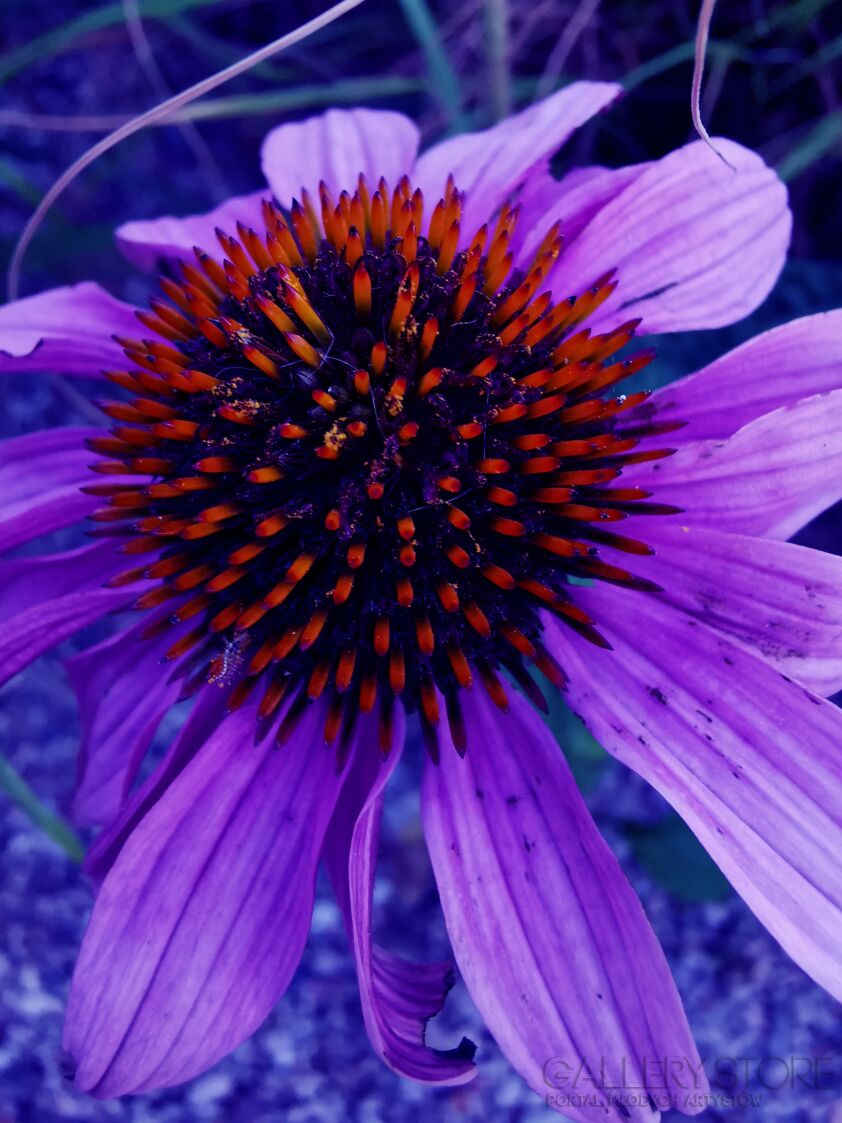 Patrycja Dudek-purple nature-Fotografia