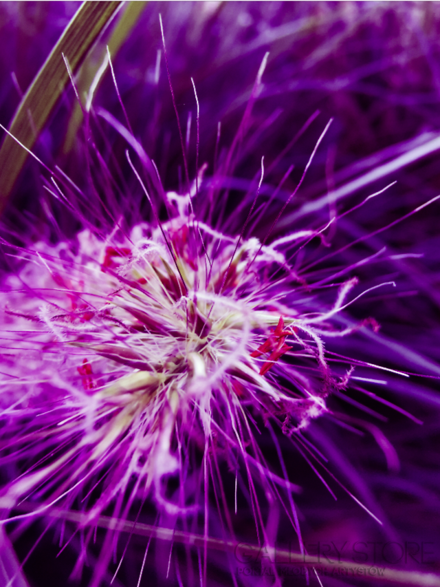 Patrycja Dudek-Violet flower-Fotografia