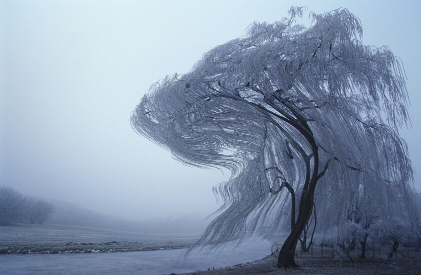 Pawel Sonnenburg-Drzewo podczas zimowej aury-Fotografia