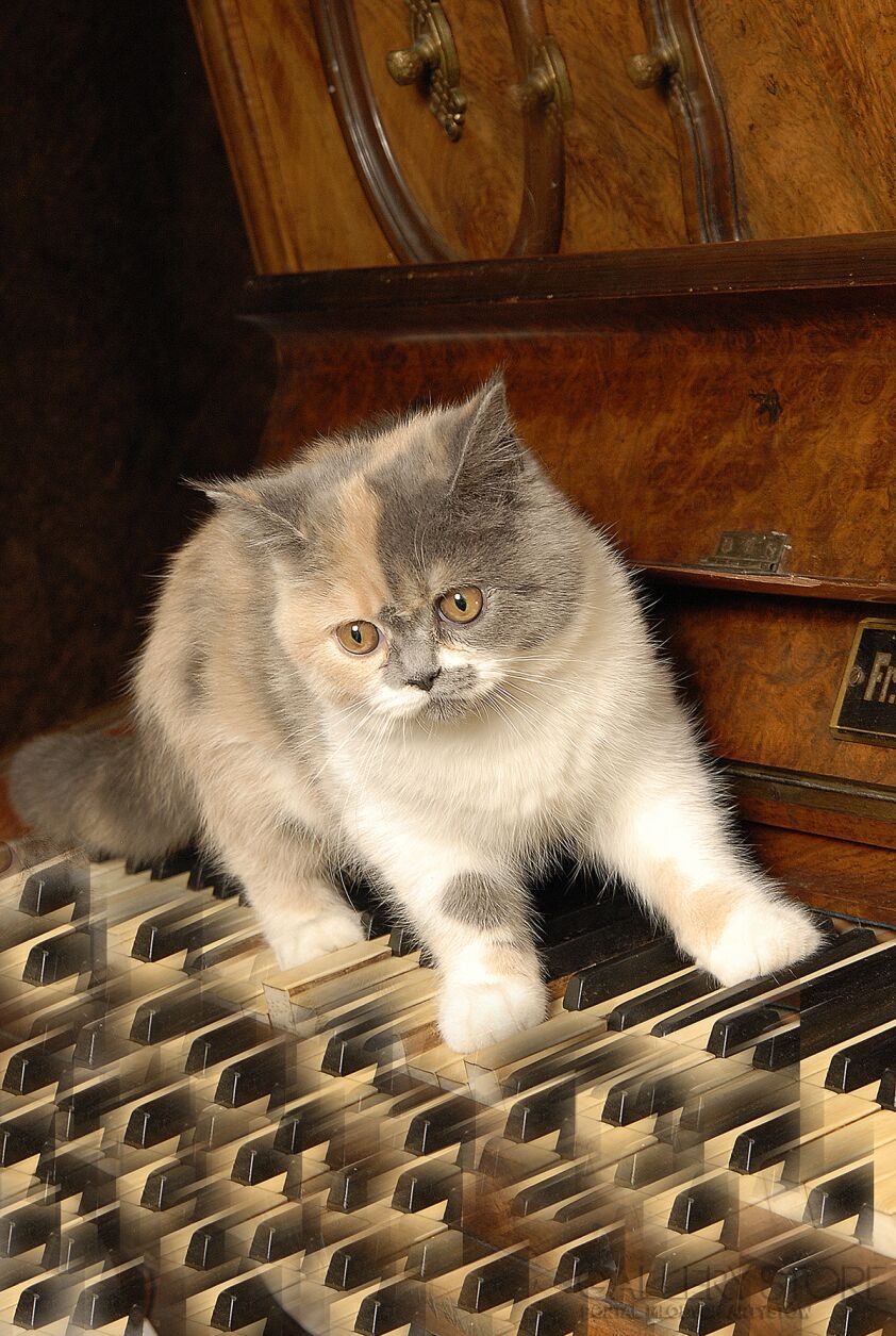 Pawel Sonnenburg-Mały kotek chodzący po klawiszach pianina-Fotografia
